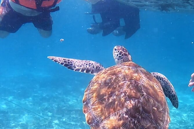 1.5 hours Snorkeling at Tulum's paradise reef - Turtles first, expectations second