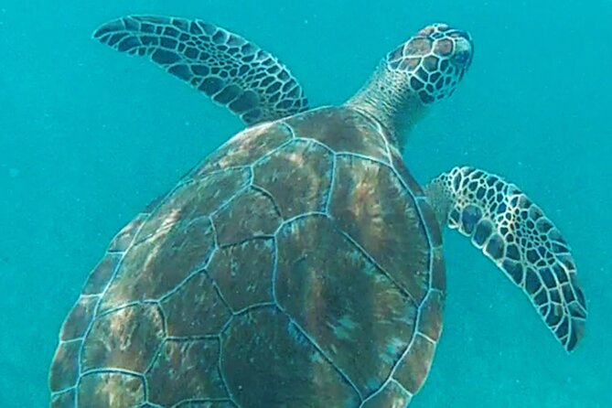 1.5 hours Snorkeling at Tulum's paradise reef - A family trip with a few limits
