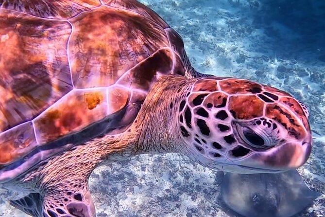1.5 hours Snorkeling at Tulum's paradise reef - Walking from the meeting point to the boat