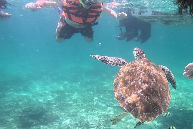 2-Hour Snorkeling in Two Spots of Tulum's Reef - Why this Tulum snorkeling trip is different
