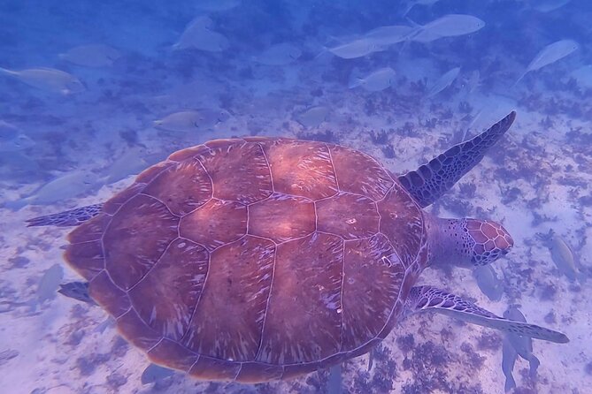 2-Hour Snorkeling in Two Spots of Tulum's Reef - Equipment, swimming ability, and comfort