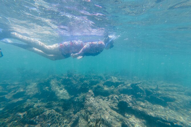 2-Hour Snorkeling in Two Spots of Tulum's Reef - Weather, wildlife, and realistic expectations