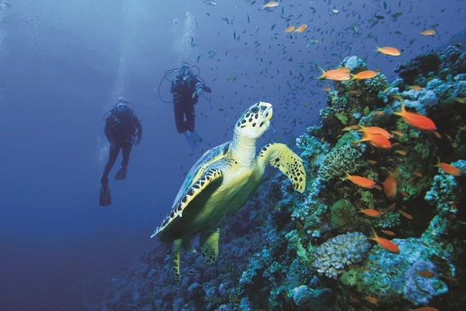 2 Tank Dive in Cozumel - Crossing from Playa del Carmen to Cozumel