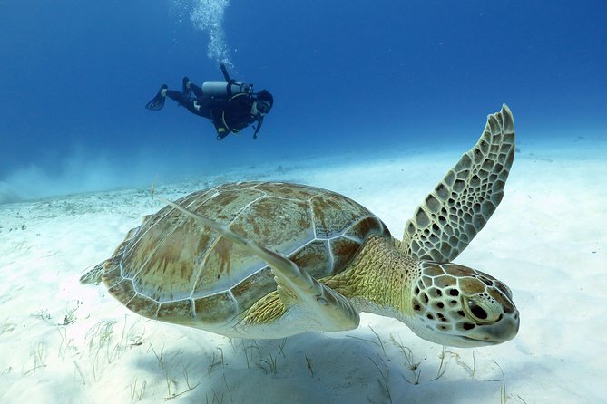 2-Tank Morning or Afternoon Dives in Playa del Carmen certified Divers Only - Choosing between the 8 a.m. and noon departures
