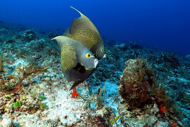 2-Tank Morning or Afternoon Dives in Playa del Carmen certified Divers Only - What the first reef visit is like