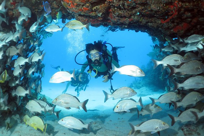 2-Tank Morning or Afternoon Dives in Playa del Carmen certified Divers Only - Price, timing, and the fine print