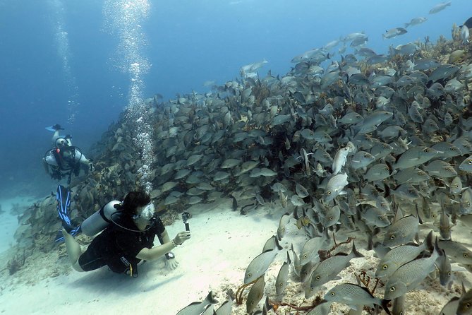 2-Tank Morning or Afternoon Dives in Playa del Carmen certified Divers Only - From Scuba Libre to the Playa del Carmen reefs
