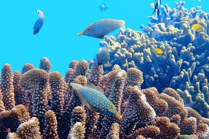 2x1 Tour: Isla Contoy, Isla Mujeres, Open Bar, Lunch and Transfers - Time on protected Isla Contoy