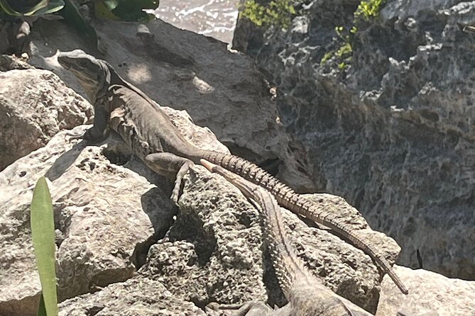 3 in 1 Experience in Tulum - Timing, cancellation, and practical planning