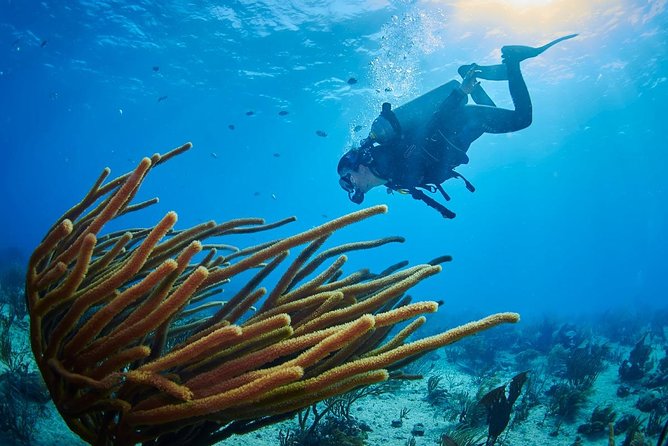 Advanced Open Water Diver course PADI in Playa del Carmen - Sea and cenote sessions offer different kinds of interest
