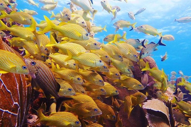 Advanced Open Water Diver course PADI in Playa del Carmen - The deep session is about planning, not just going lower