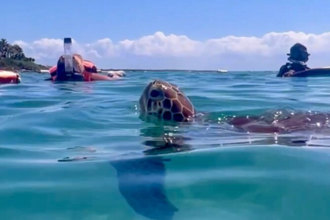 Akumal Bay snorkeling, plus 3 cenotes and great food - Key points at a glance