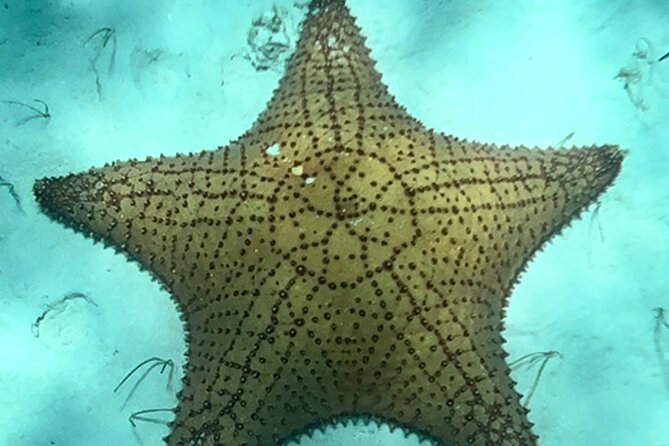 Akumal Bay snorkeling, plus 3 cenotes and great food - Why the lunch at Lara & Luca is worth noting