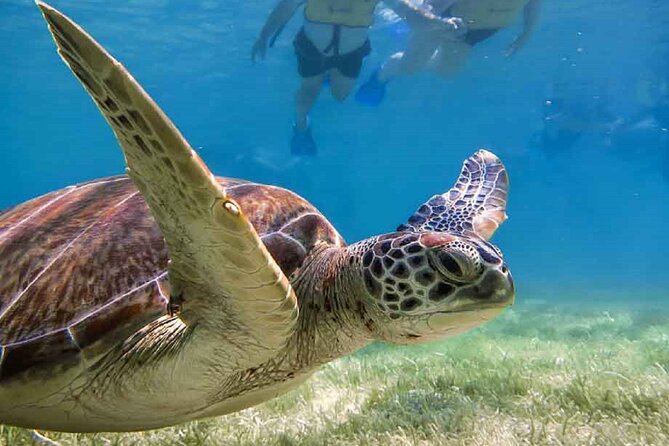 Akumal Bay snorkeling, plus 3 cenotes and great food - What to bring and what to expect