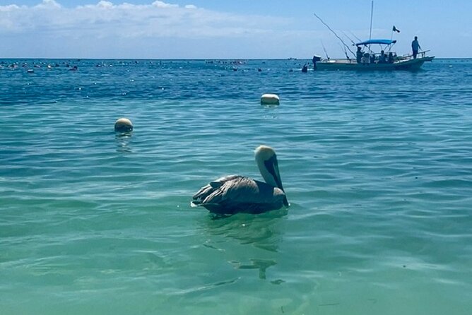 Akumal Bay snorkeling, plus 3 cenotes and great food - Who will enjoy this day most