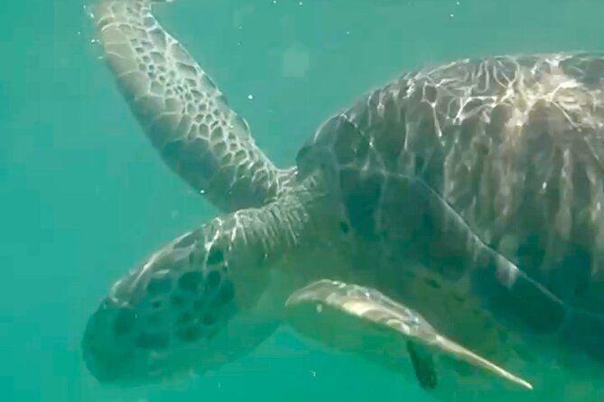 Akumal Bay snorkeling, plus 3 cenotes and great food - The three cenotes: the day’s quiet surprise