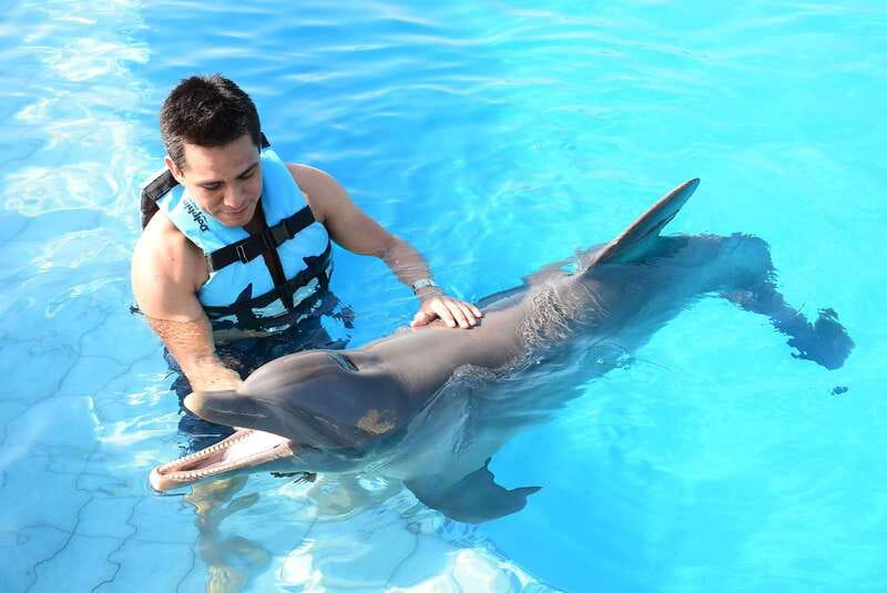 Akumal: Dolphin Encounter - Meeting the dolphins in Akumal