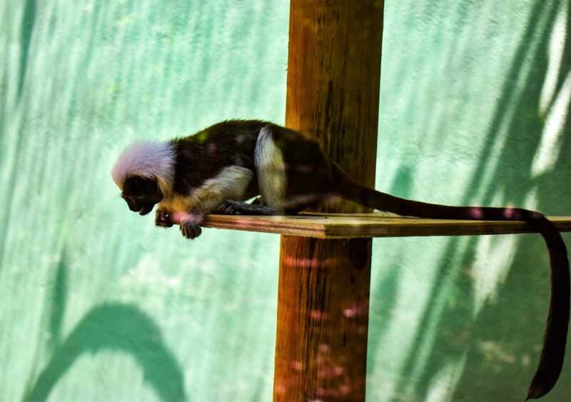 Akumal: Explore the Monkey Sanctuary, ATV Circuit and Cenote - Should you book the Akumal Monkey Sanctuary and Cenote tour?