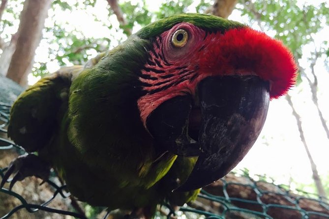 Akumal Monkey Sanctuary - Birds, Snakes, and the Other Residents