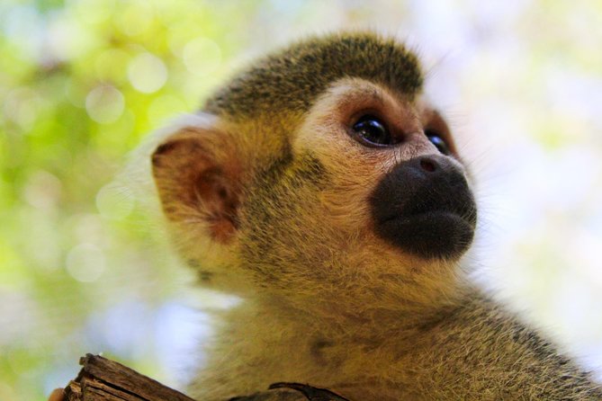 Akumal Monkey Sanctuary - The Two-Hour Route and What You Actually Do