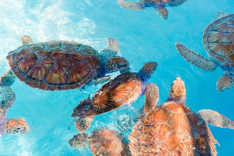 Akumal: Snorkel with Marine Fauna and an Expert Guide - Key Points to Know Before You Book