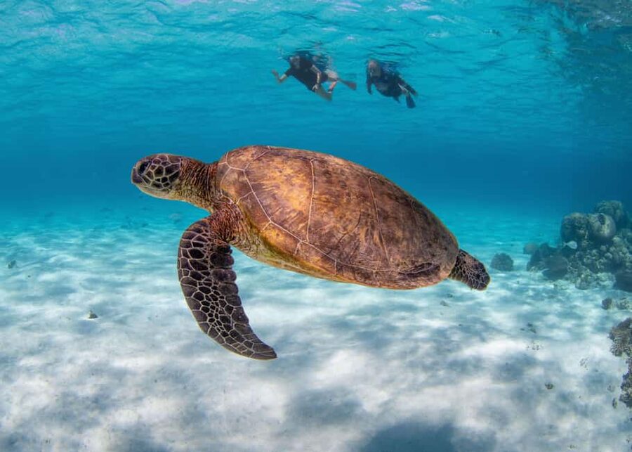 Akumal: Snorkel with Marine Fauna and an Expert Guide - Booking and Cancellation Details