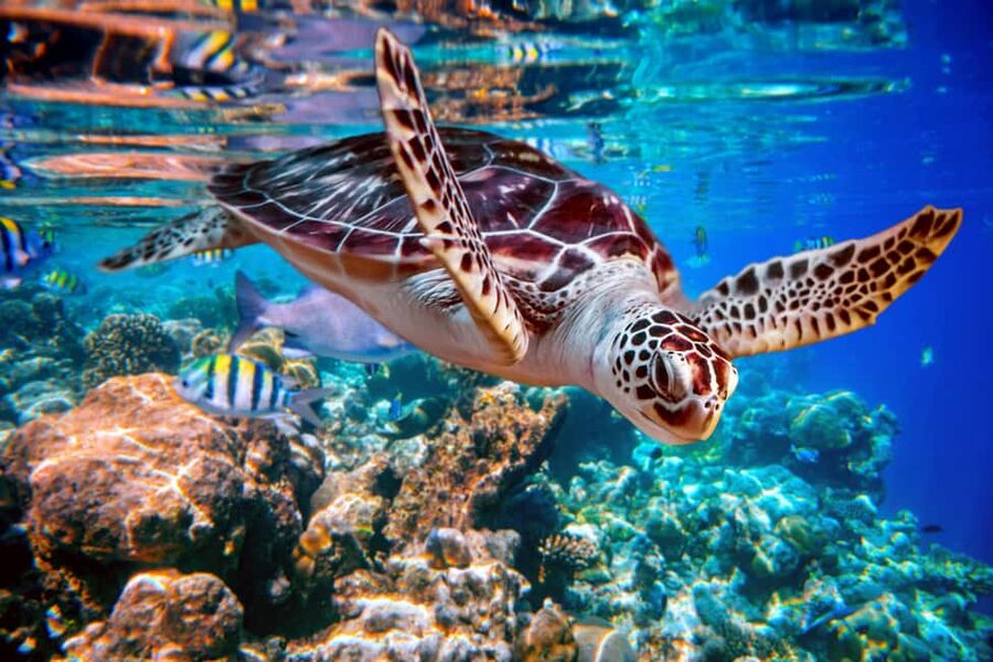 Akumal: Snorkel with Marine Fauna and an Expert Guide - Why Akumal’s Turtles Make This Tour Special