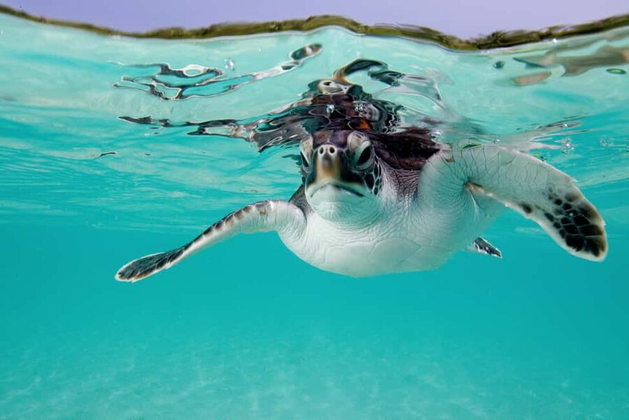 Akumal: Snorkel with Marine Fauna and an Expert Guide - Swimming Beside the Sea Turtles
