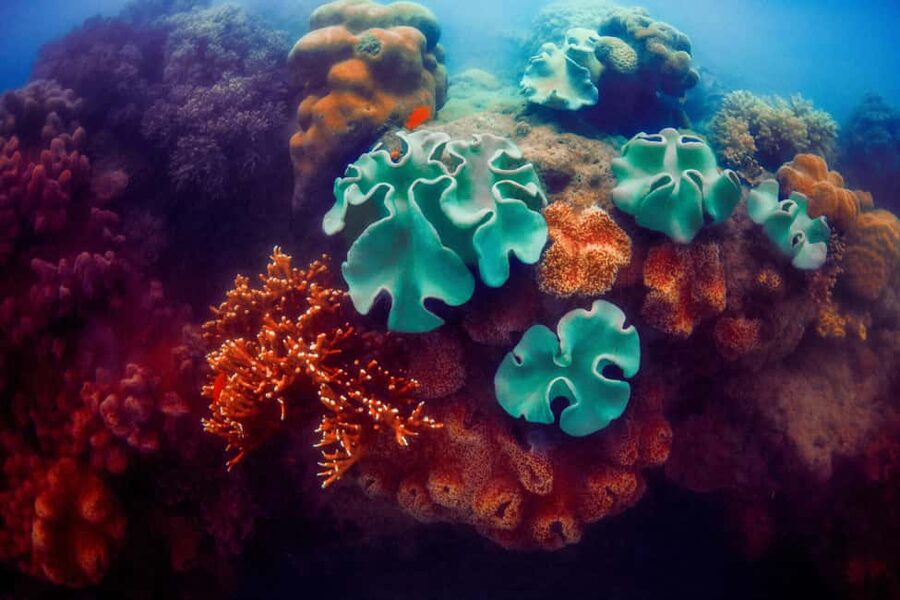 Akumal: Snorkel with Marine Fauna and an Expert Guide - Is $45 Good Value?