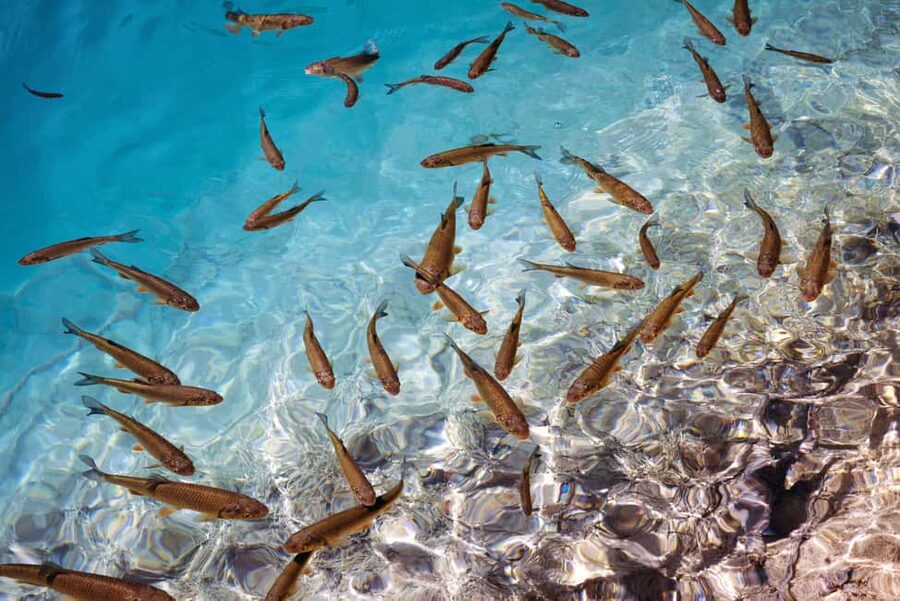 Akumal: Snorkel with Marine Fauna and an Expert Guide - Who Will Get the Most From It?