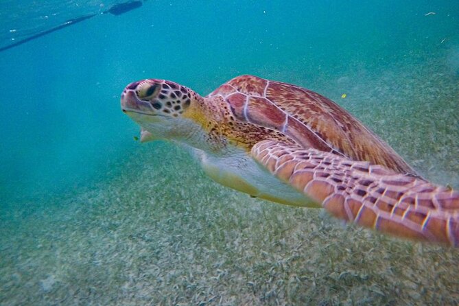 Akumal : Snorkeling with Green Turtles + Photos with GoPro - Why this Akumal turtle tour is worth your time