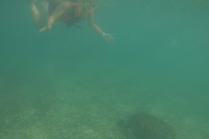 Akumal : Snorkeling with Green Turtles + Photos with GoPro - What the one-hour snorkeling outing feels like