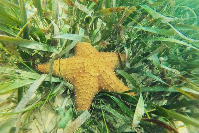 Akumal : Snorkeling with Green Turtles + Photos with GoPro - Watching green turtles in their natural setting