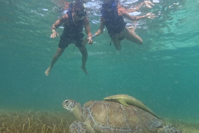 Akumal : Snorkeling with Green Turtles + Photos with GoPro - Looking beyond turtles: coral, rays, fish, and squid