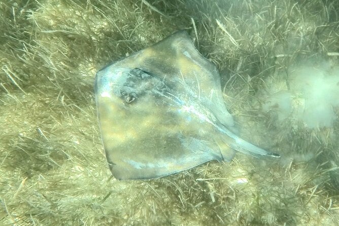 Akumal : Snorkeling with Green Turtles + Photos with GoPro - GoPro photos without carrying your own camera