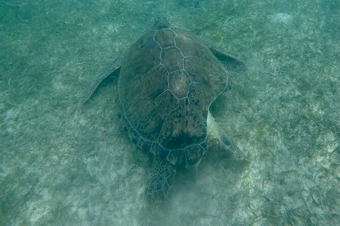 Akumal : Snorkeling with Green Turtles + Photos with GoPro - How the private format changes the experience