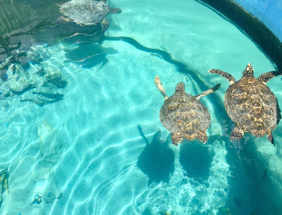 Akumal: Swim with Turtles in a Natural Paradise - What you may see below the surface
