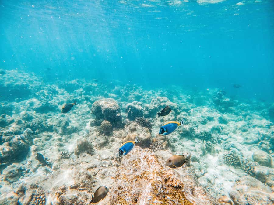 Akumal: Swim with Turtles in a Natural Paradise - Book it or skip it?