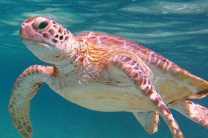 Akumal Turtles Snorkeling and GoPro pictures - Swimming with turtles in Akumal Bay
