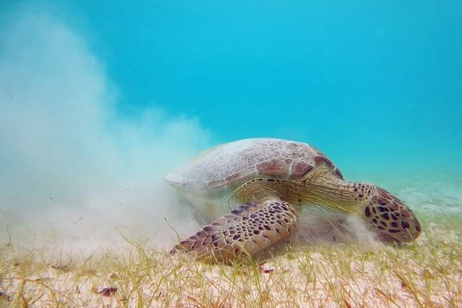 Akumal Turtles Snorkeling and GoPro pictures - GoPro photos: a useful extra with limits