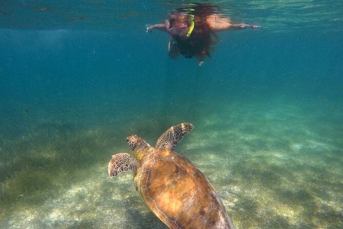 Akumal Turtles Snorkeling and GoPro pictures - Why the protected route matters