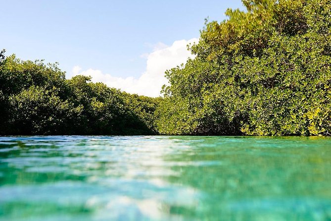 Amazing beginner dive in Tulum cenote (or refresher dive) - What you see beneath the mangroves
