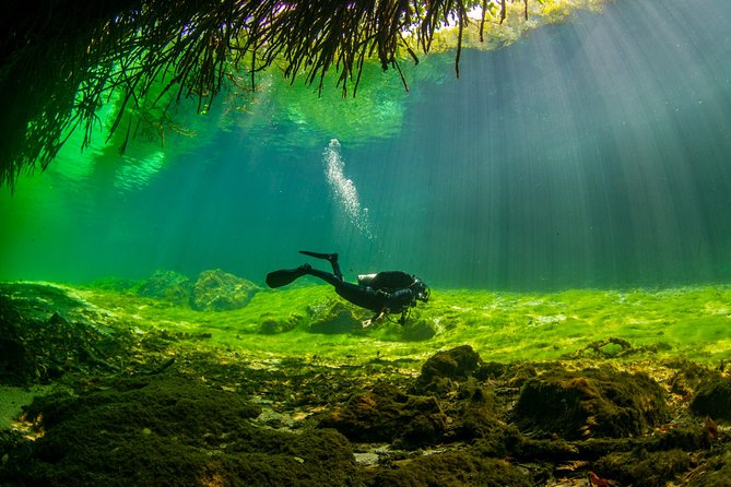 Amazing beginner dive in Tulum cenote (or refresher dive) - The first hour at La Calypso Dive Center