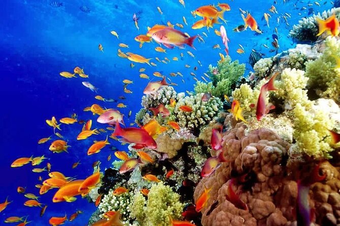 Aquatic Paradise in Tulum: Snorkel Yalku, Swim Cenote & Kaan Luum - Kaan Luum Lagoon and its central cenote