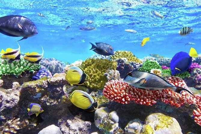 Aquatic Paradise in Tulum: Snorkel Yalku, Swim Cenote & Kaan Luum - Food, equipment, and extra costs