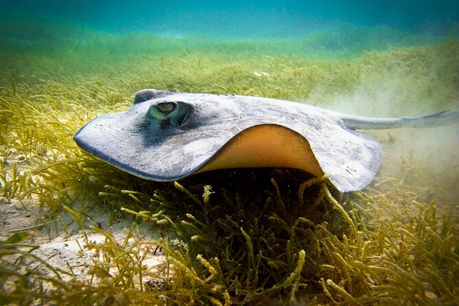 Aquatic Paradise in Tulum: Snorkel Yalku, Swim Cenote & Kaan Luum - Starting early from Tulum or Playa del Carmen