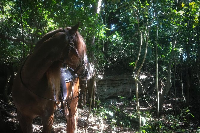 Award-winning Classic Horseback Ride (max. 6 riders) - Choosing Between the 9:30 a.m. and 2 p.m. Ride