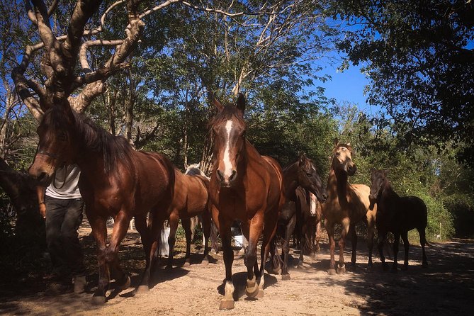 Award-winning Classic Horseback Ride (max. 6 riders) - Meeting Your Horse at Rancho Baaxal