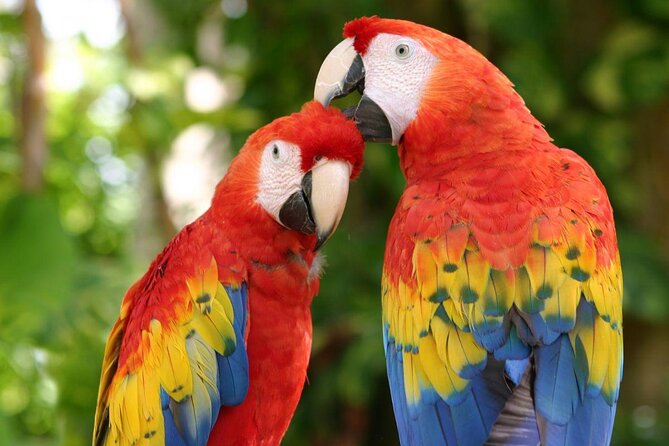 Awesome Tour Day at Xcaret Plus + Transportation from Riviera Maya - Key points to know before booking
