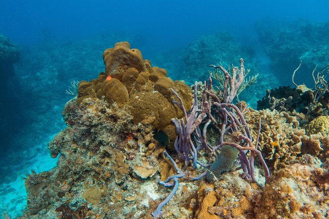 Basic Diver - Bautismo - Close supervision makes a difference
